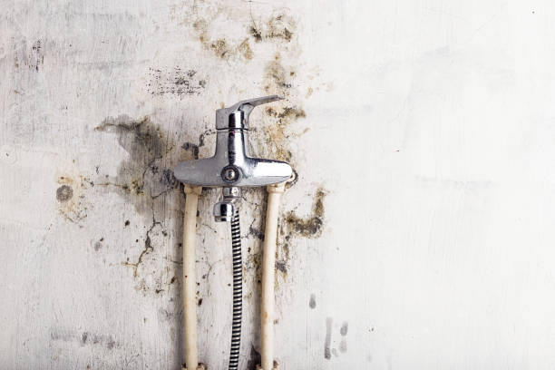 Best Mold Remediation for Specific Building Types in Vero Beach, FL