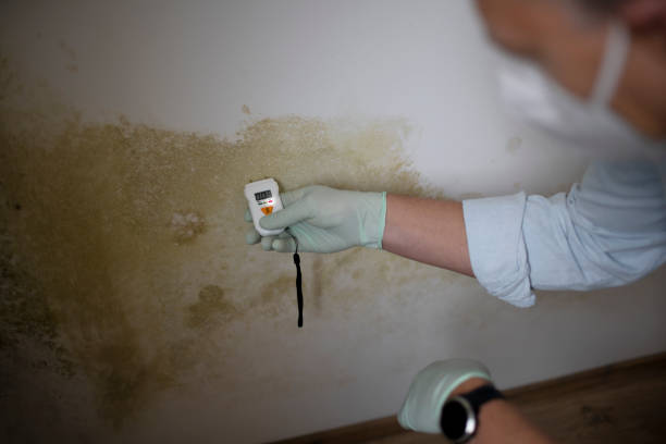 Best White Mold Remediation in Vero Beach, FL