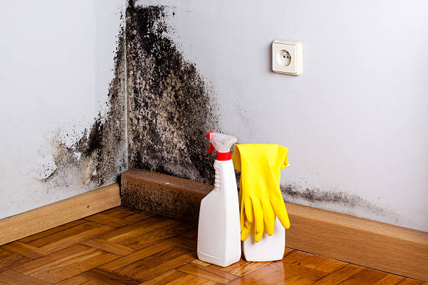 Best Mold Testing and Inspection Services in Vero Beach, FL