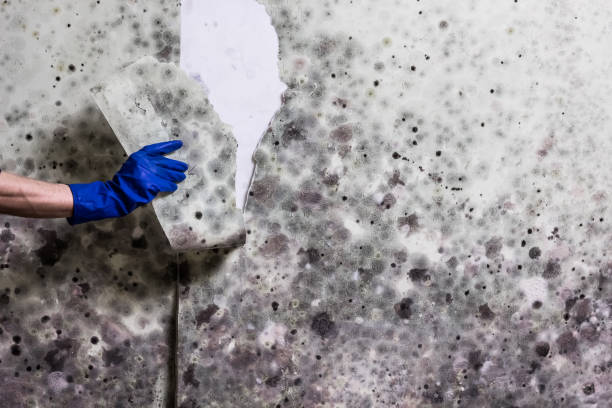 Best Localized Mold Remediation (e.g., coastal areas, humid climates) in Vero Beach, FL